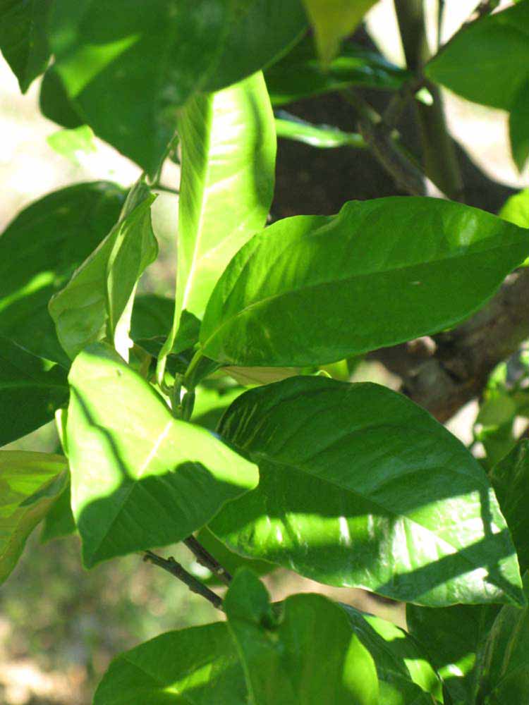             Shade leaves (Winter Haven, FL)       